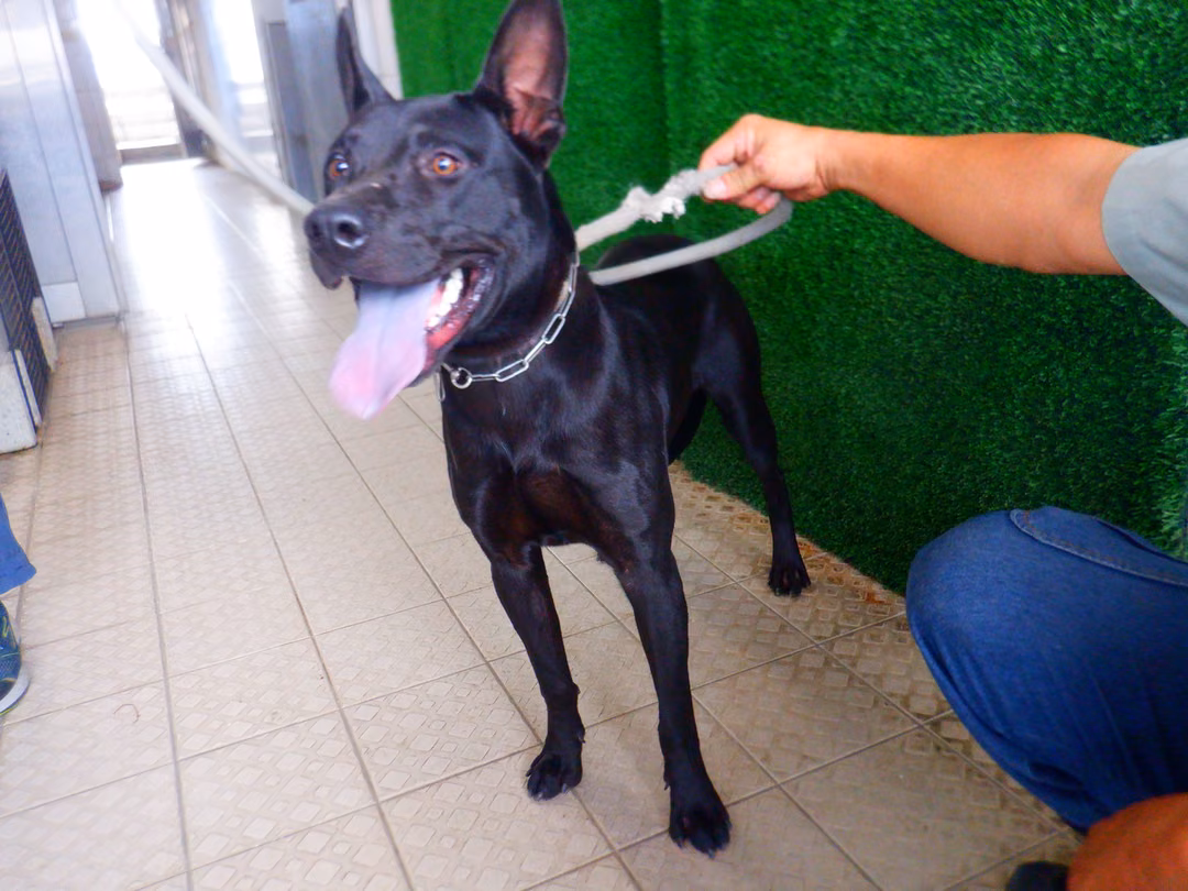 Black adult male mixed-breed dog, Medium, shelter no. …8855