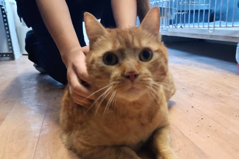 Simba, Adult · Male · European Shorthair