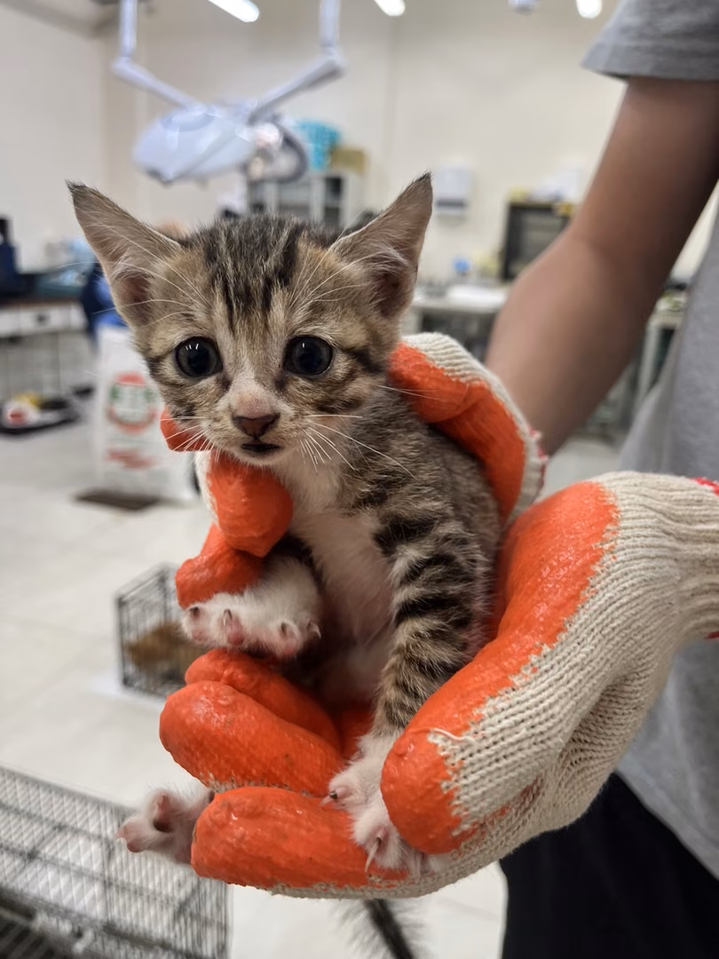 Young female mixed-breed cat, Small, shelter no. …9C13