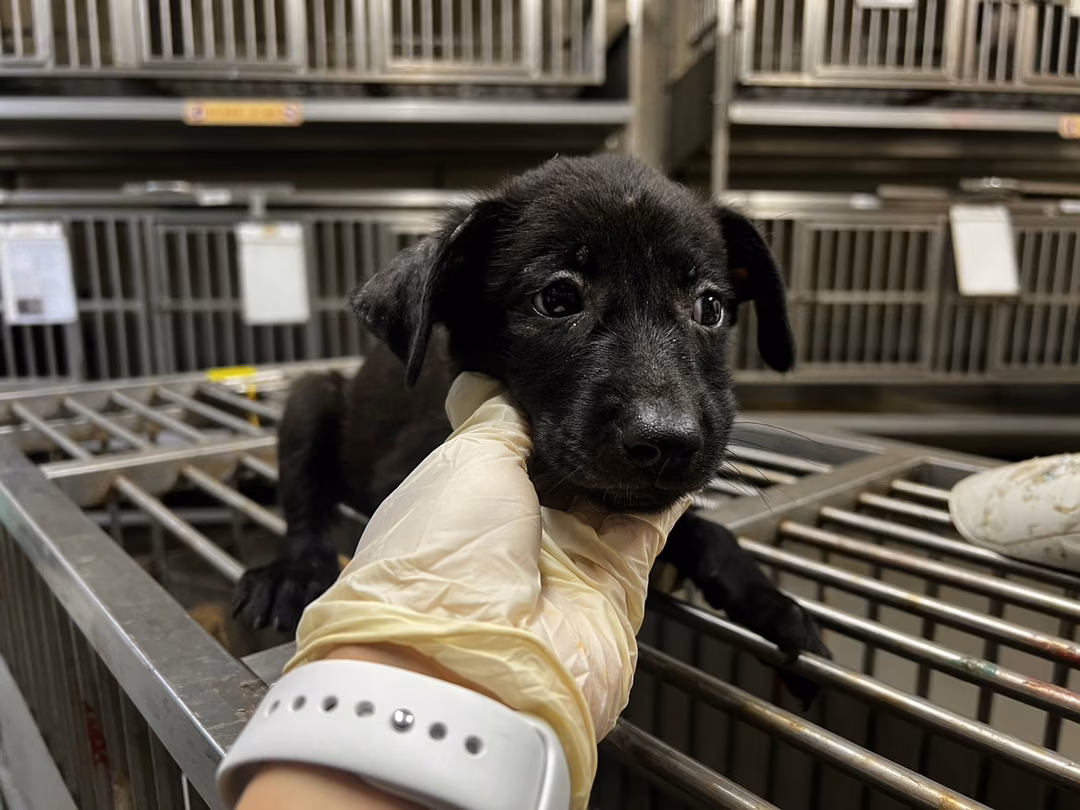 Black young female mixed-breed dog, Small, shelter no. …9006