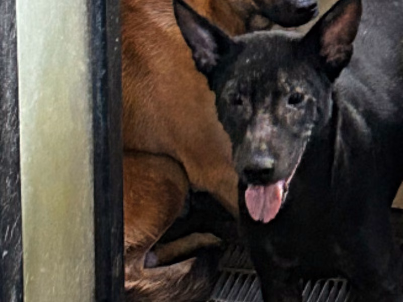 Black young male mixed-breed dog, Medium, shelter no. …6011