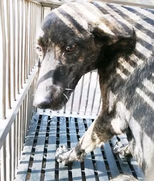 Tabby adult male mixed-breed dog, Medium, shelter no. …0017
