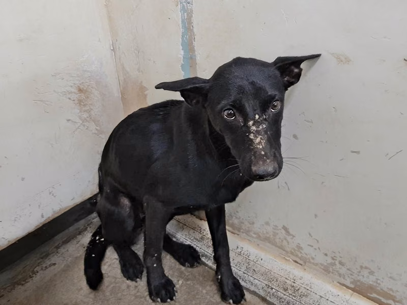 Black adult female mixed-breed dog, Medium, shelter no. …2208