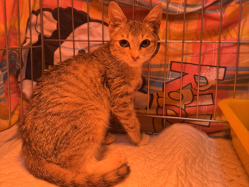 Tabby young male mixed-breed cat, Small, shelter no. …6001