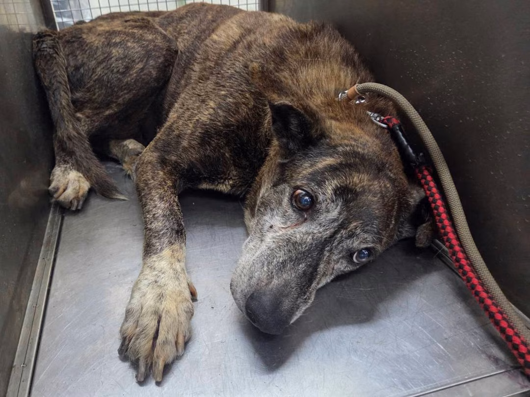 Tabby adult male mixed-breed dog, Medium, shelter no. …0404