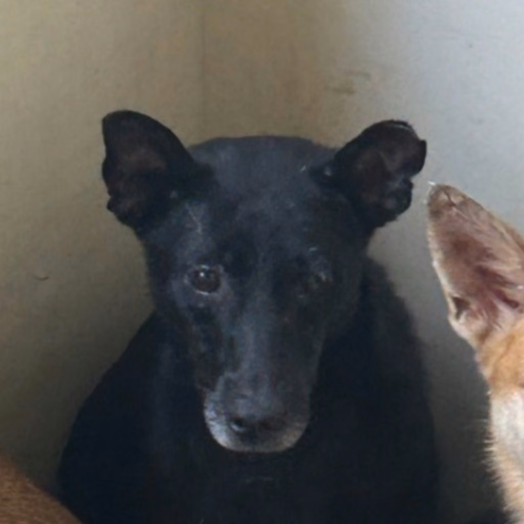 Black adult male mixed-breed dog, Medium, shelter no. …2041