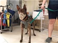 Brown adult male mixed-breed dog, Medium, shelter no. …0202