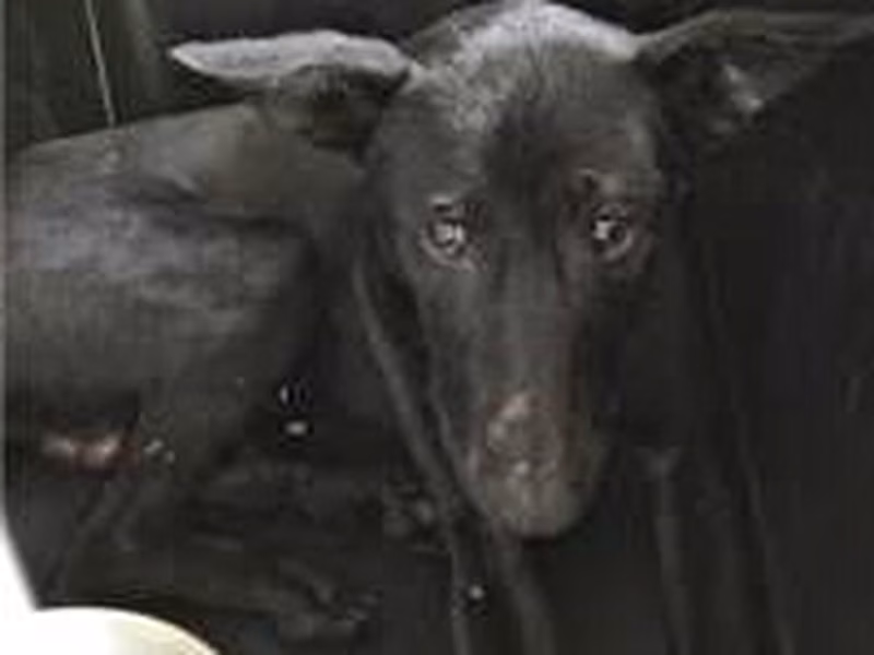 Black adult male mixed-breed dog, Medium, shelter no. …1808