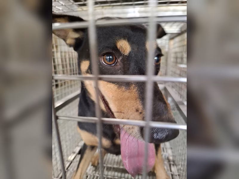 Black-and-tan adult female mixed-breed dog, Medium, shelter no. …6-02