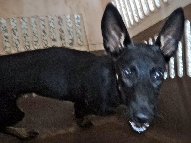 Black adult male mixed-breed dog, Medium, shelter no. …1221