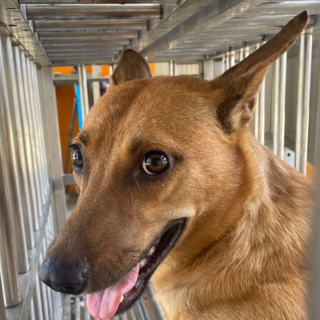Black adult male mixed-breed dog, Large, shelter no. …1001