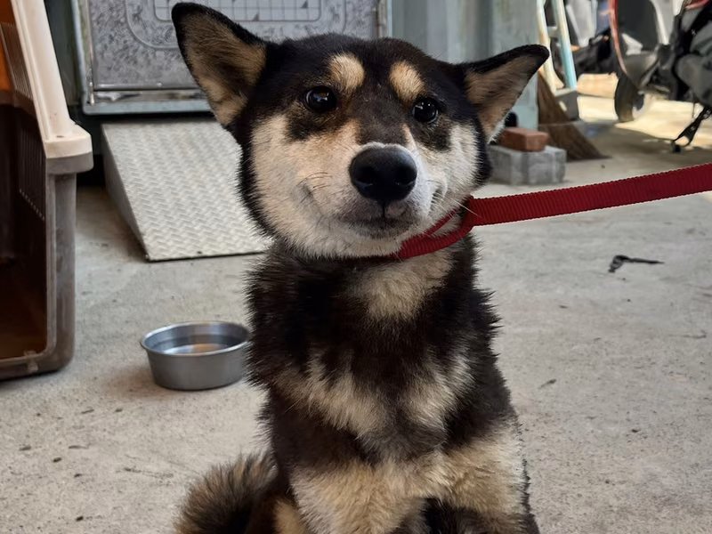 Black-and-white adult female Shiba Inu, Medium, shelter no. …0001
