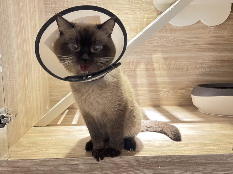 Black young male Siamese, Medium, shelter no. …9002
