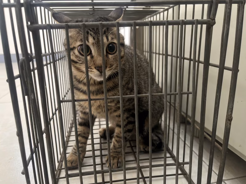 Adult male mixed-breed cat, Small, shelter no. …9C03