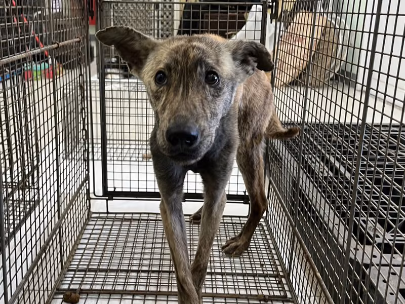 Tabby adult male mixed-breed dog, Medium, shelter no. …4D02