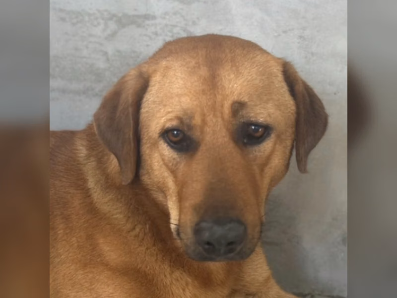 ミックス犬（オス・成犬・茶）、大型, 施設番号 …9021