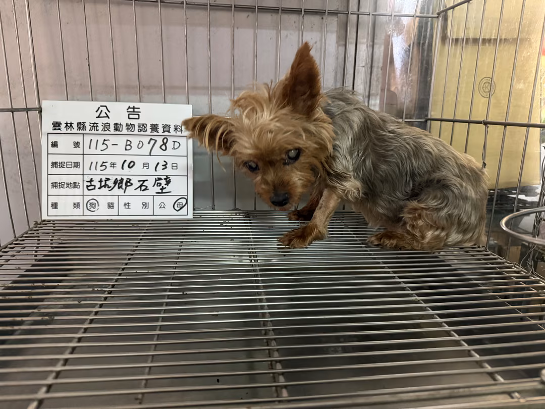 yorkie (Babae, Matanda na, itim at kayumanggi), Maliit, blg. ng shelter …078D