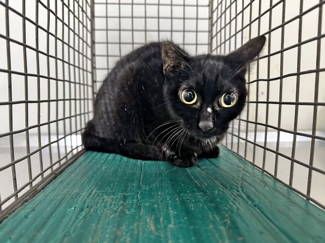 Black adult female mixed-breed cat, Small, shelter no. …2705