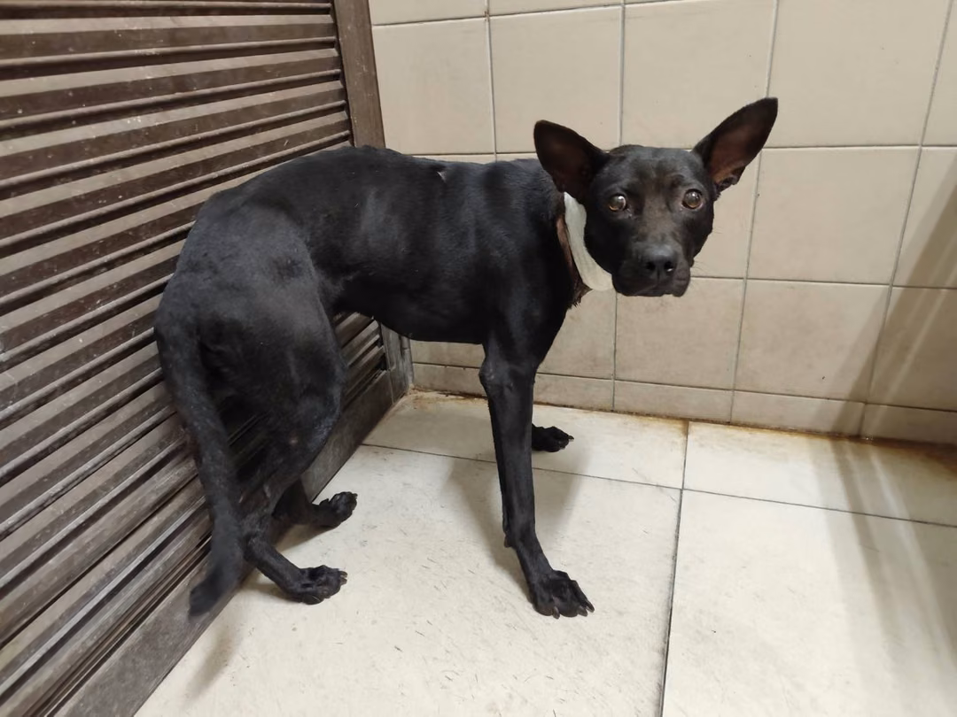 Black adult male mixed-breed dog, Large, shelter no. …0901