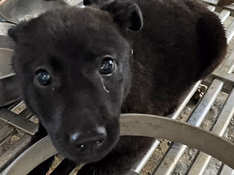 Black young female mixed-breed dog, Small, shelter no. …8006