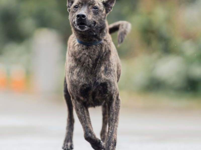 Tabby adult female mixed-breed dog, Medium, shelter no. …0807