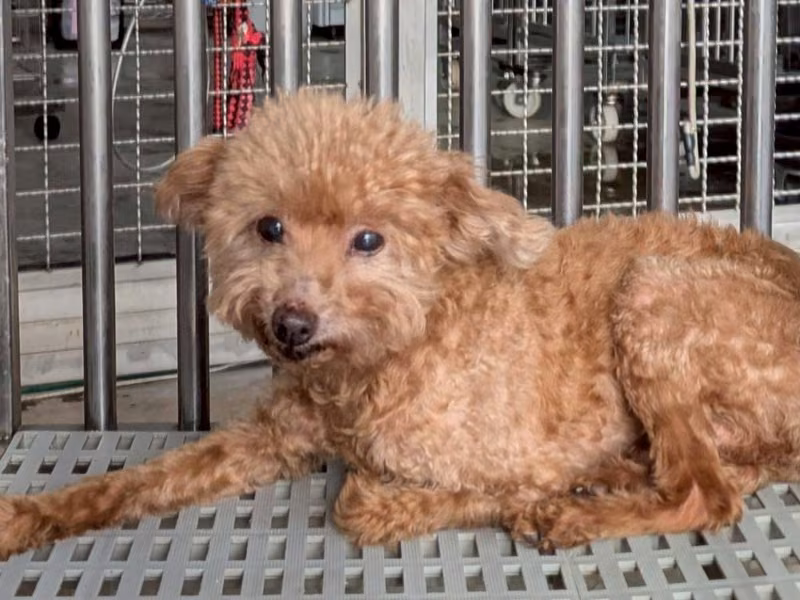 Caniche mâle adulte (marron), Petit, refuge n° …6011