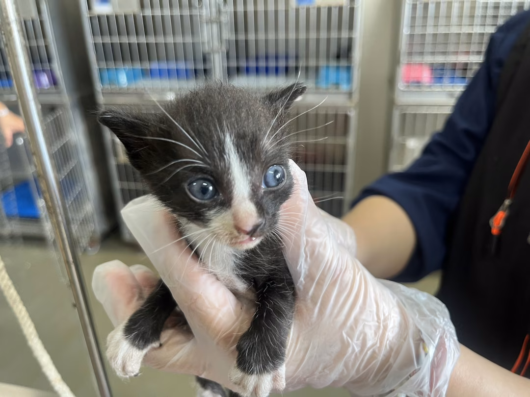 Black-and-white young male mixed-breed cat, Small, shelter no. …7001