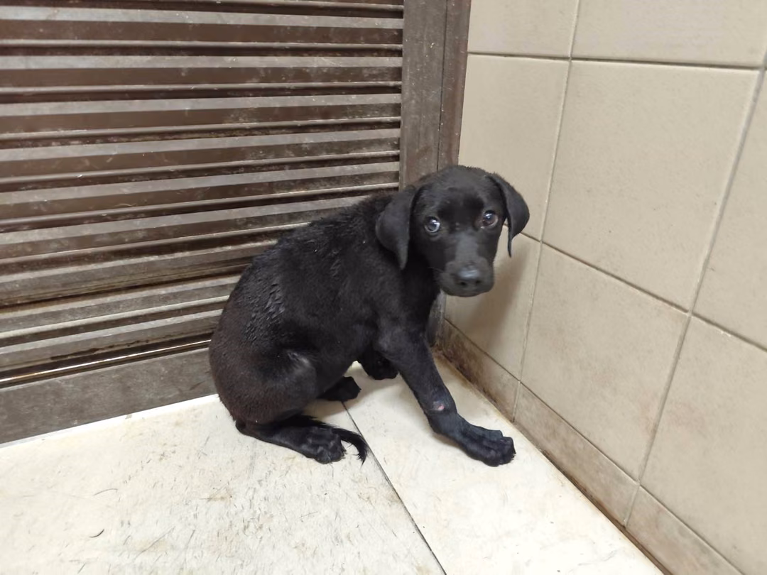 Black young female mixed-breed dog, Medium, shelter no. …2811
