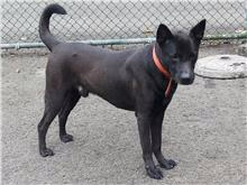 Black adult male mixed-breed dog, Medium, shelter no. …2705