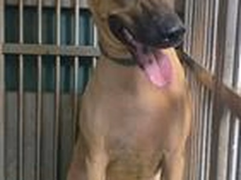 Brown adult female mixed-breed dog, Medium, shelter no. …4001