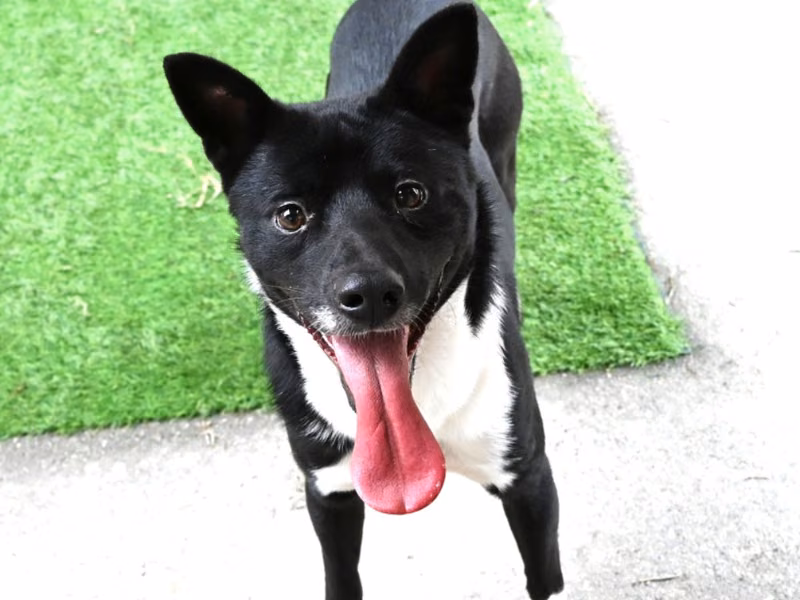 Black-and-white adult male mixed-breed dog, Medium, shelter no. …3004