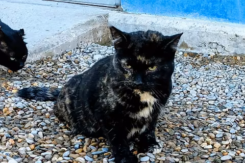 Madame Mistery, Matanda na · Babae · European Shorthair
