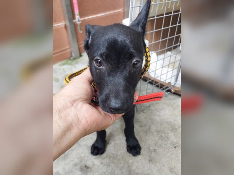 Black young female mixed-breed dog, Medium, shelter no. …7001