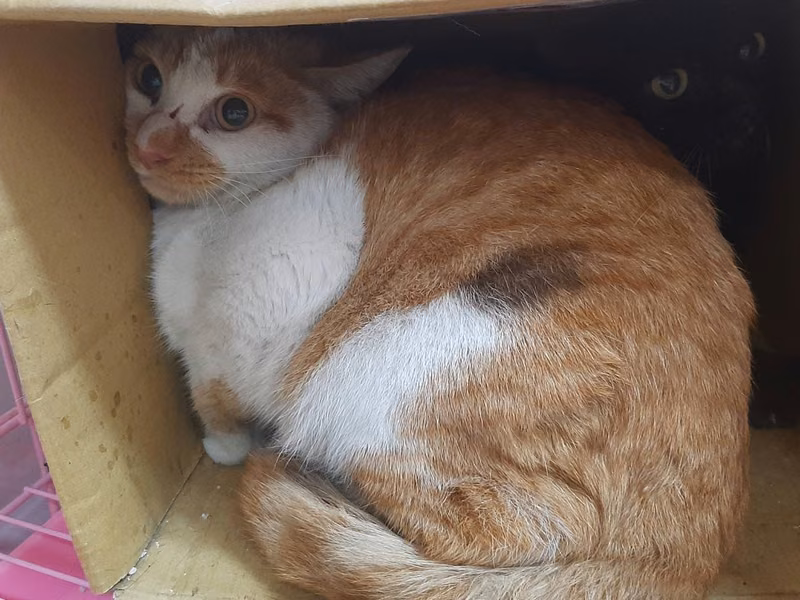 Orange-and-white adult female mixed-breed cat, Medium, shelter no. …2506