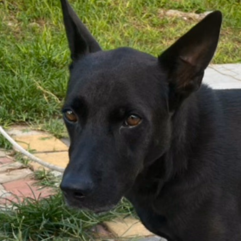 Black adult male mixed-breed dog, Large, shelter no. …5007