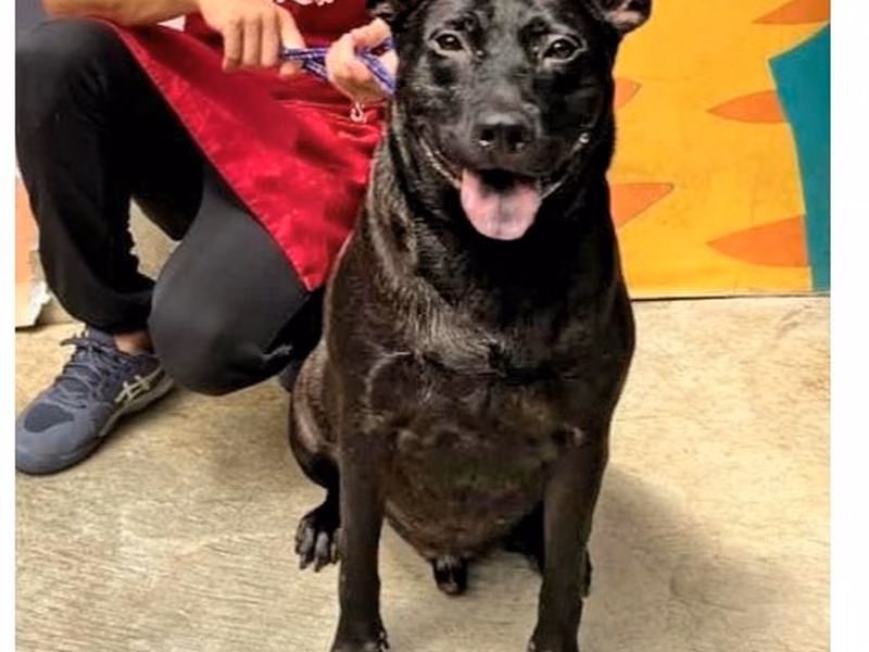 Black adult male mixed-breed dog, Medium, shelter no. …2002