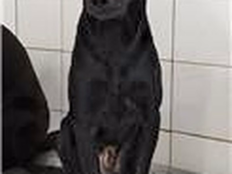 Black male mixed-breed dog, Small, shelter no. …4008