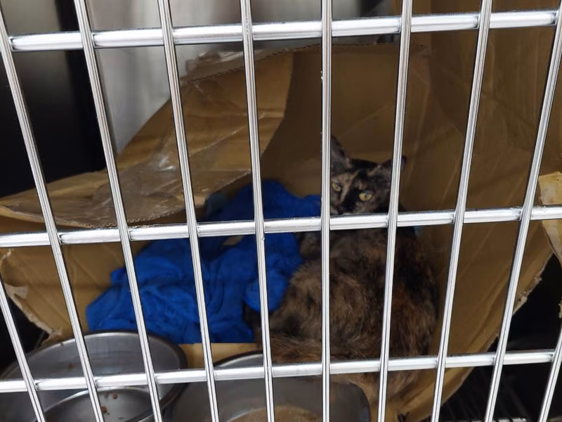 Adult female mixed-breed cat, Small, shelter no. …2001