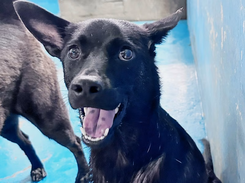 Black adult male mixed-breed dog, Large, shelter no. …8001