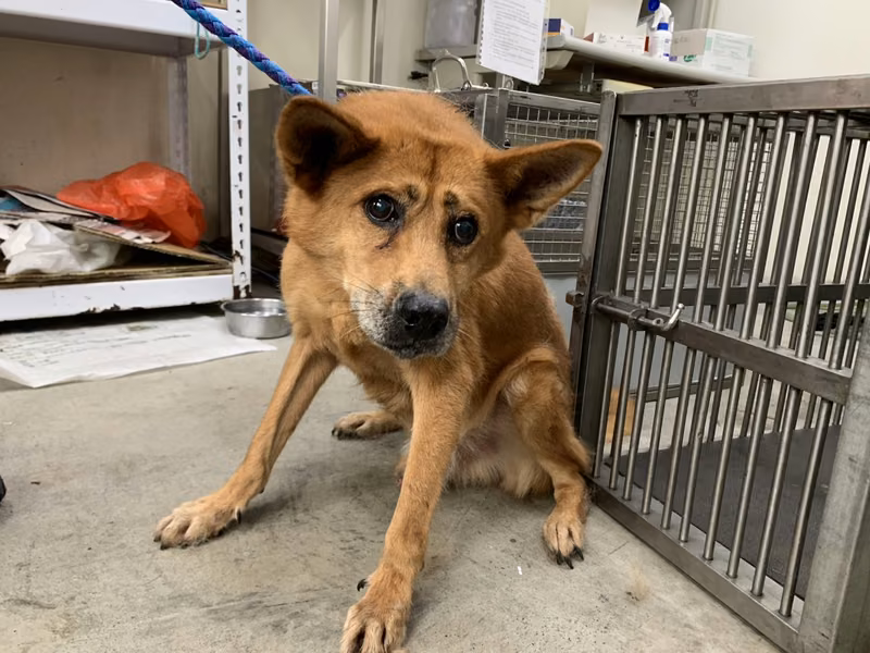 Tan adult male mixed-breed dog, Medium, shelter no. …1817