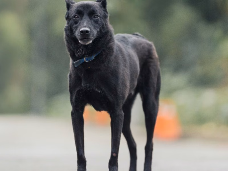 Black adult male mixed-breed dog, Medium, shelter no. …3001