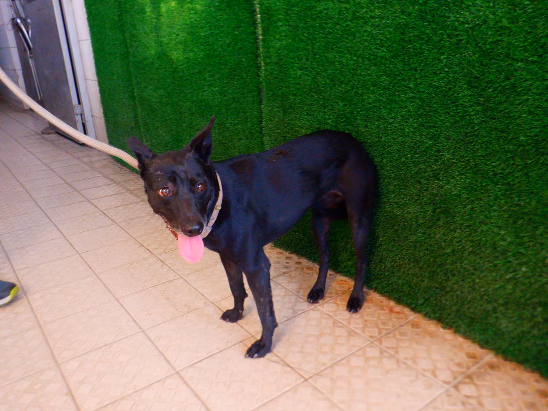 Black adult female mixed-breed dog, Medium, shelter no. …9159