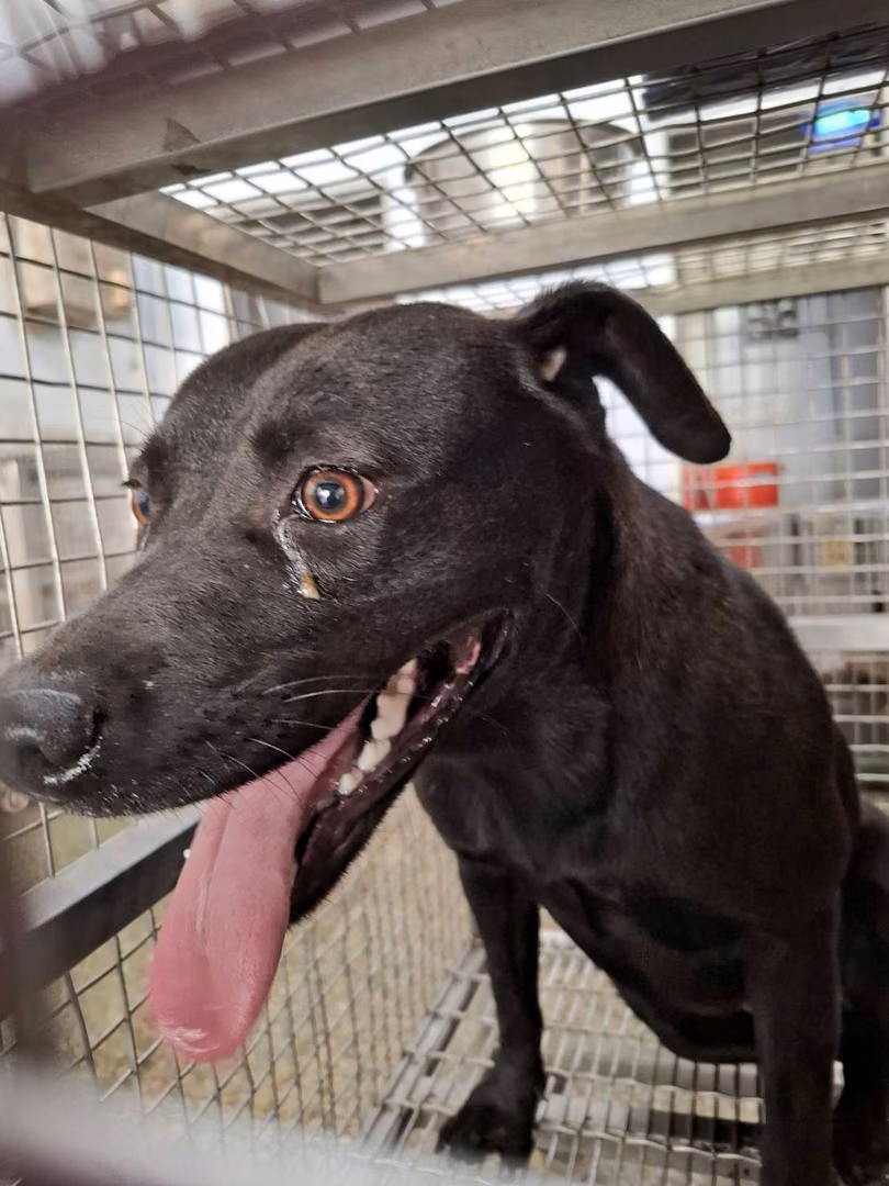 Black adult female mixed-breed dog, Medium, shelter no. …5-07