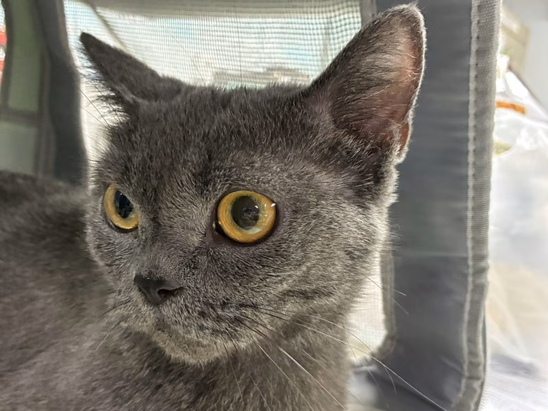 Gray adult female British Shorthair, Small, shelter no. …6-03