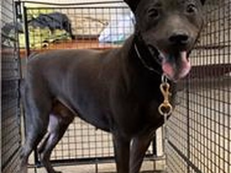 Black adult male mixed-breed dog, Medium, shelter no. …8022