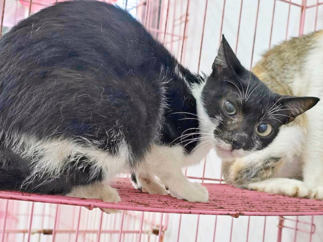 Black-and-white adult female mixed-breed cat, Medium, shelter no. …0809