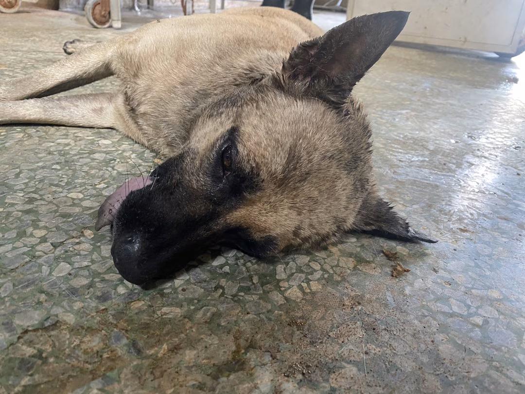 Cream adult male mixed-breed dog, Medium, shelter no. …3-10