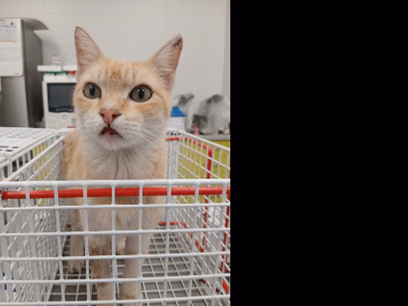 Peper, Adult · Male · European Shorthair