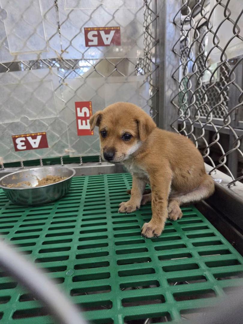 Tan young female mixed-breed dog, Small, shelter no. …9001
