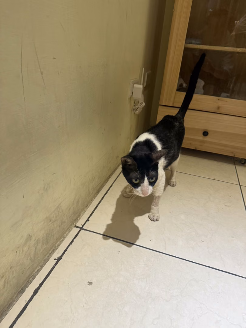 Black-and-white adult female mixed-breed cat, Small, shelter no. …4001
